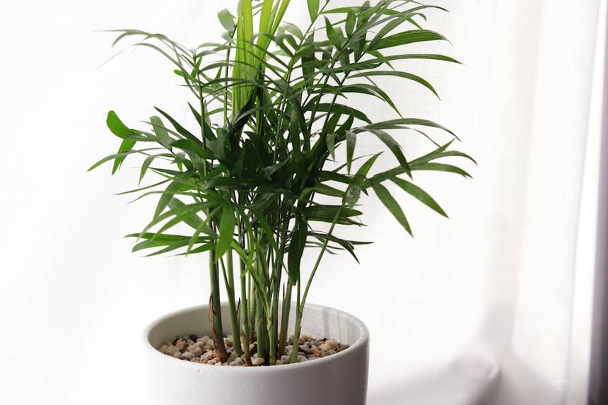 Areca palm in a pot