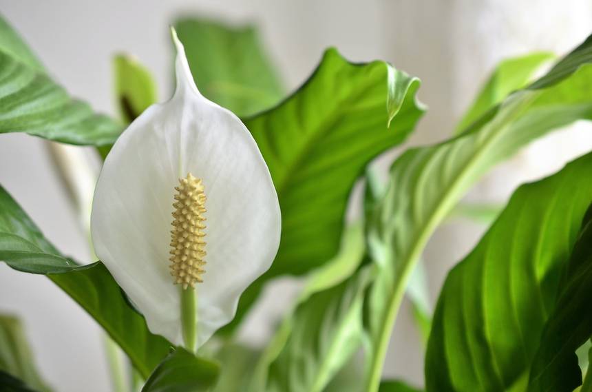 A peace lily housplant