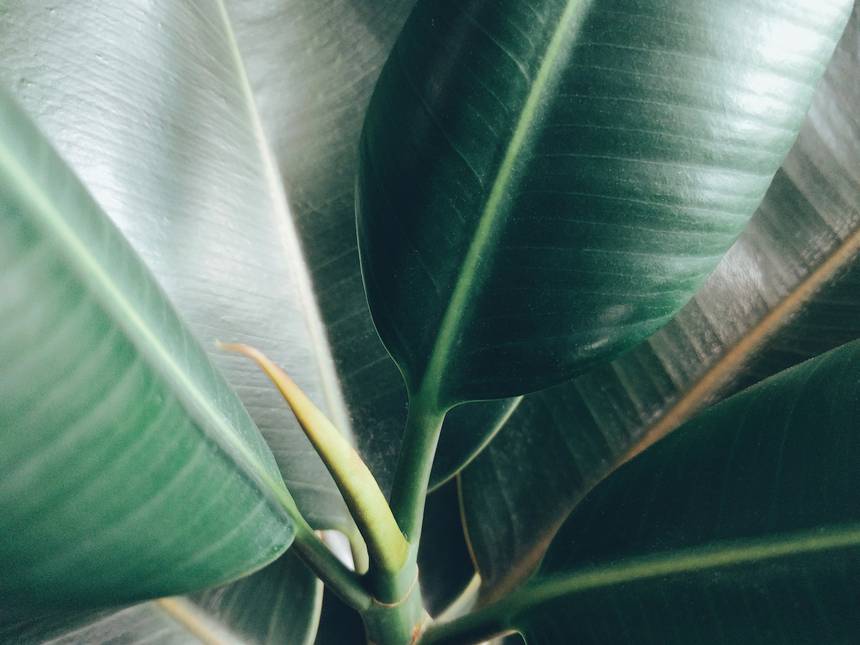 Rubber plant used as a houseplant